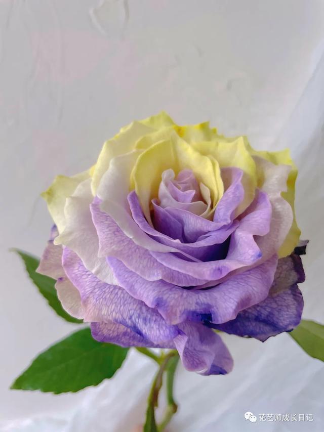 厄瓜多尔玫瑰是染色吗，厄瓜多尔玫瑰是染色吗为什么