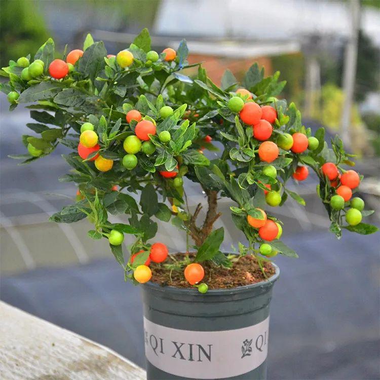 珊瑚豆的养殖方法和注意事项，珊瑚豆的养殖方法生长期每月施一次氮肥（7月在家养盆“吉祥果”）