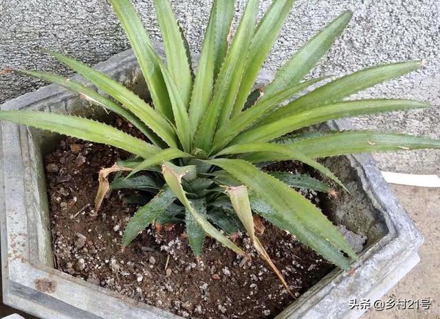 菠萝怎么种植方法，菠萝种植几年才能结果（种在盆里5天长根）