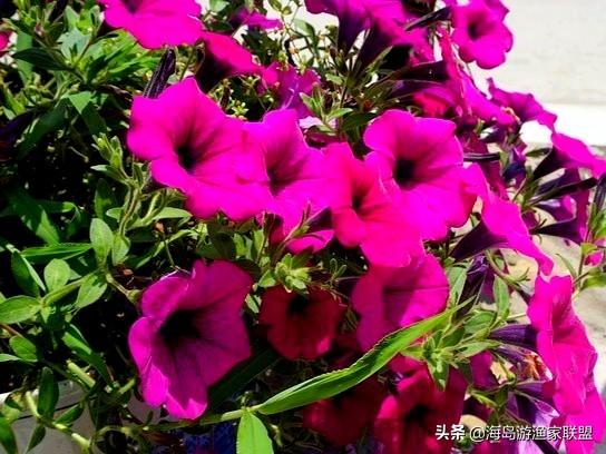 哈仙岛在哪里，哈仙岛附近还有什么岛（这一篇攻略就够了）