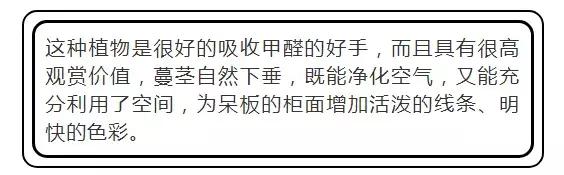 吸甲醛植物排名，室内植物盆景十大排名（为了家人健康转起来）