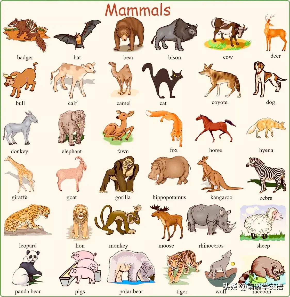 動物的英語單詞有哪些50個（動物單詞大全）