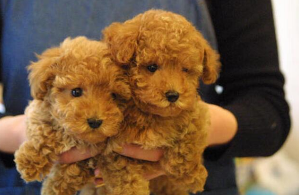 窝狗（卧钩的写法），如何挑一只最优质的狗（狗窝钩织图解）