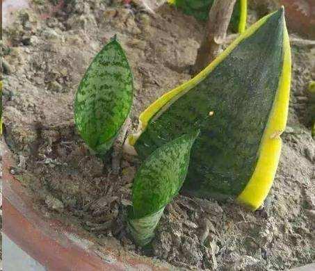 虎皮兰可以水培吗，虎皮兰能水培吗（插到水里就爆芽）