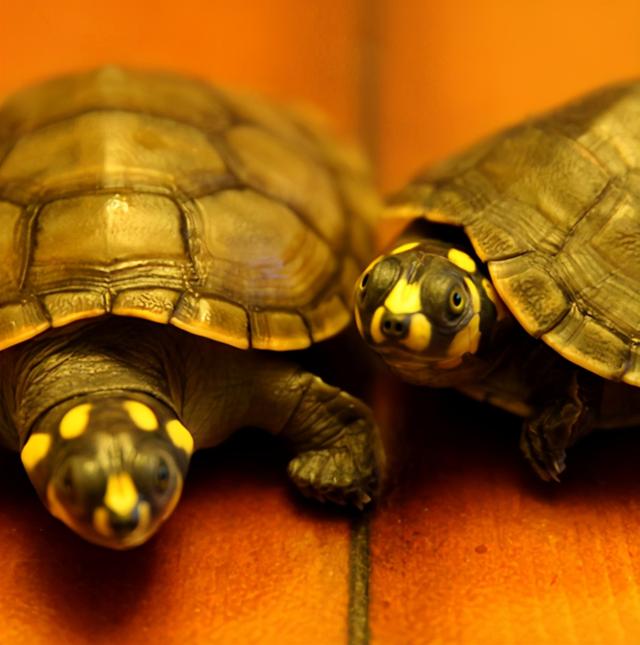 小乌龟历险记作文，童话 小乌龟的旅行日记