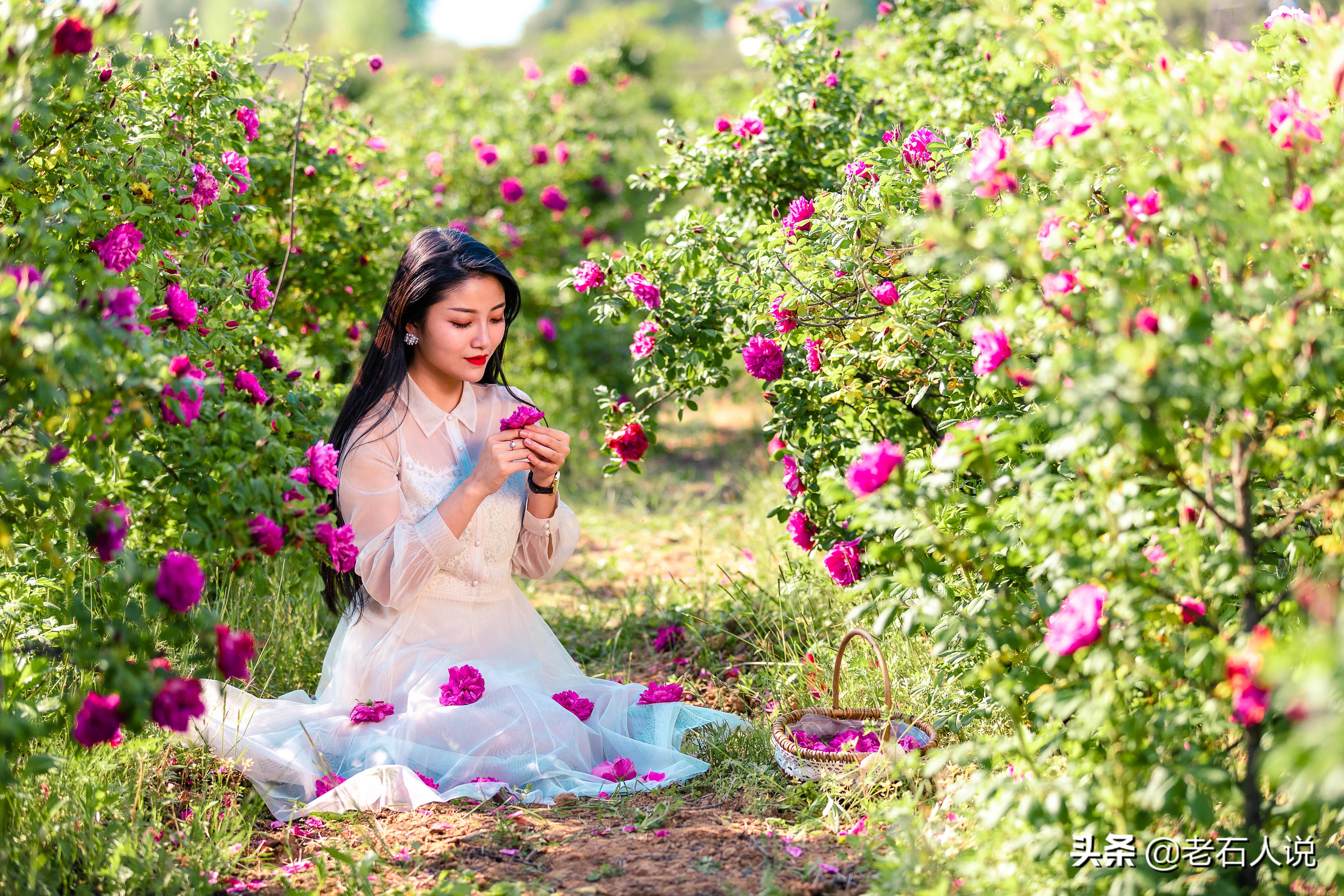 玫瑰花开的季节，玫瑰花在什么季节长出来（玫瑰花在什么季节长出来的）