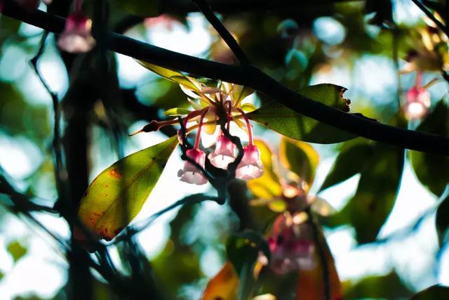野生吊钟花什么时候开花，吊钟花结果吗（鲜艳的春节红已提早报春）