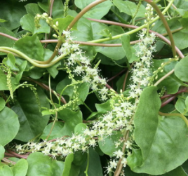 三七圖片植物圖片,金不換植物(金不換植物圖片)