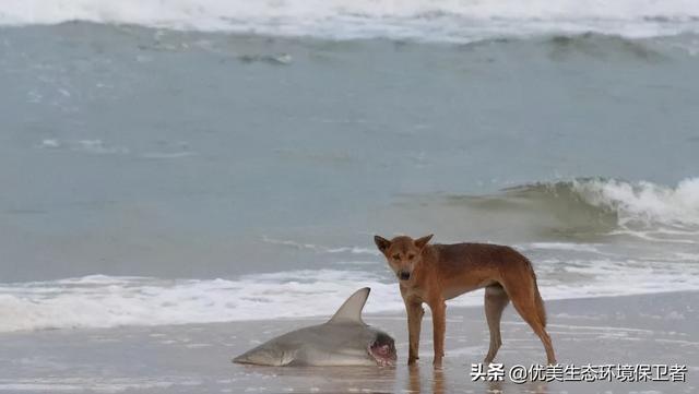澳大利亚大火怎么引起的，如何看待澳大利亚大火事件（澳大利亚弗雷泽岛又发生了森林大火）
