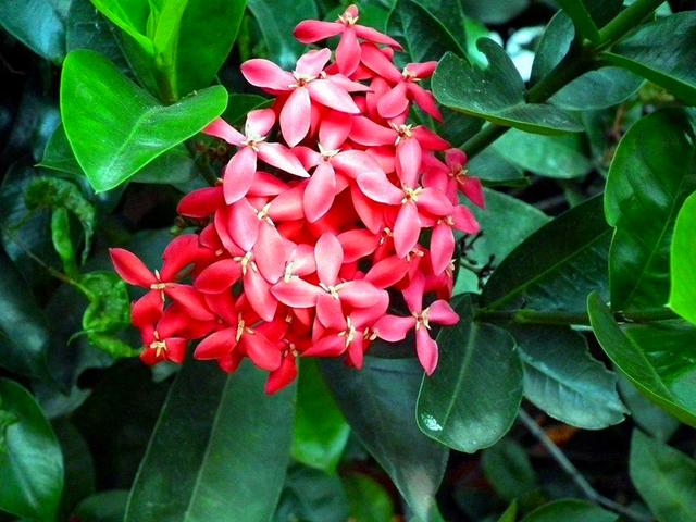 龙船花的养殖方法和注意事项，【龙舟花】龙舟花的栽培及注意事项（红红火火的龙船花）