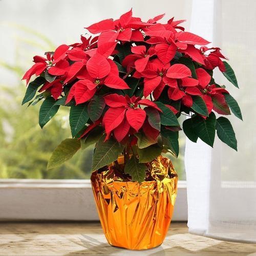 这6盆花专吃“病毒”，现在家家户户都在养（常见常养的6种“带毒花”）