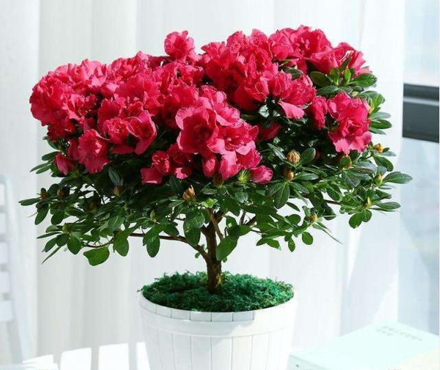 硫酸亚铁浇花使用方法，硫酸亚铁浇花比例用量及使用方法（给花卉使用“硫酸亚铁”）