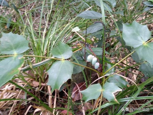 土黄连的功效与作用及禁忌，深山老林发现野生十大功劳也是土黄连的一种