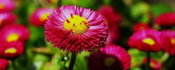 过期牛奶可以浇花吗，过期牛奶可以浇花吗?适合哪种花呢