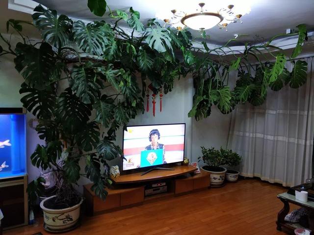 吊兰怎么养才能更旺盛，吊兰叶子尖发黄干枯什么原因（敲个鸡蛋埋土里）