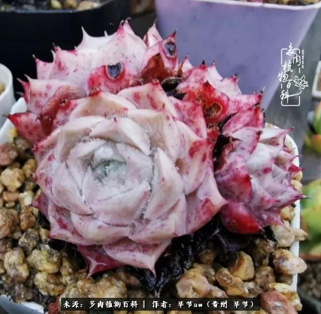 晴天橙子可爱头像微信，晴天橙子可爱头像（有多少次的会心一笑，全因多肉）