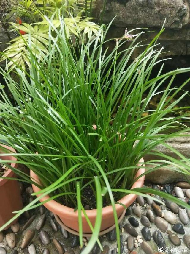 生僻唯美的花名，生僻唯美的花名四字（6种小众花）