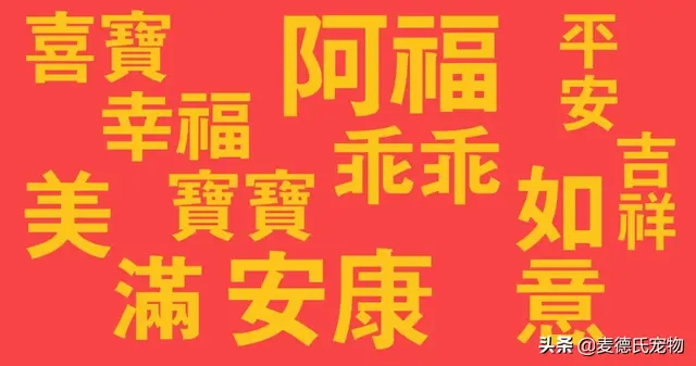 猫咪起什么名字最好听母猫，中国铲屎官绝对把气质