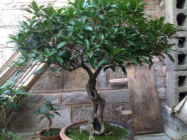 桂花不开花是什么原因造成的，桂花树不开花是什么原因（不知道原因的看这里）