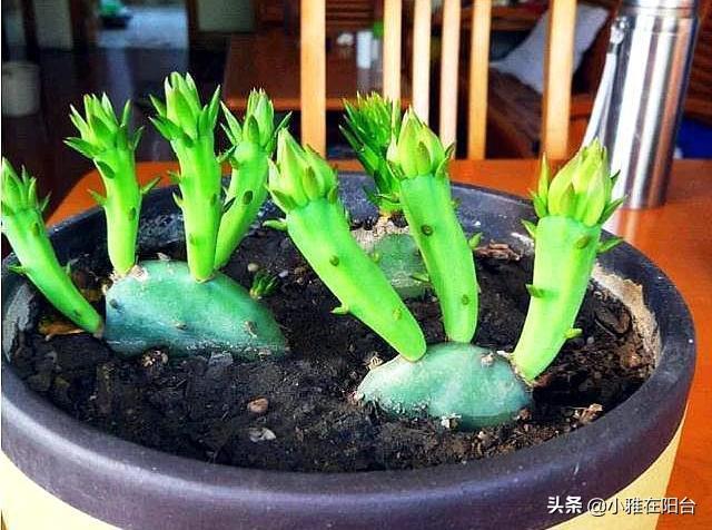 仙人掌会开花吗，仙人掌会开花吗多久开一次（枝叶迅速长满盆）