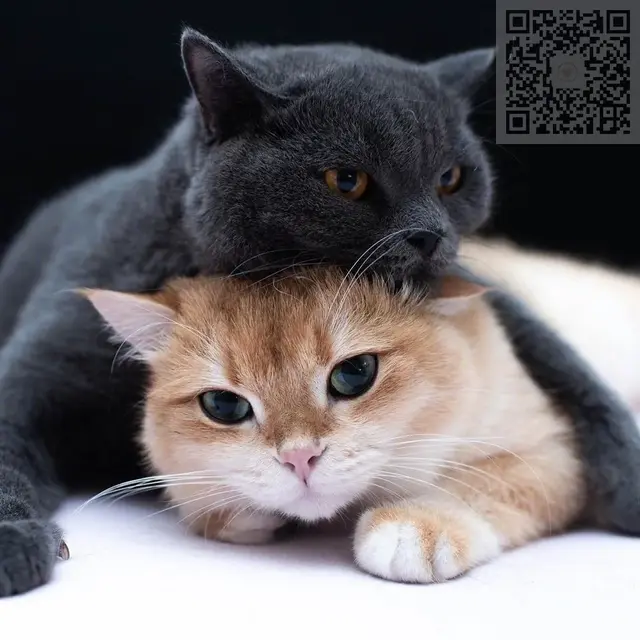 猫咪狗狗头像微信，猫咪狗狗头像（超可爱猫咪狗狗头像）