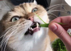 猫为什么一直吃草，猫咪吃草是怎么回事