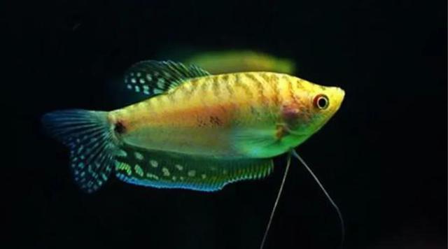 彩裙鱼能和什么鱼混养，十大养不死的热带鱼（<珍珠马甲鱼\u0026蓝曼龙\u0026五彩丽丽>）