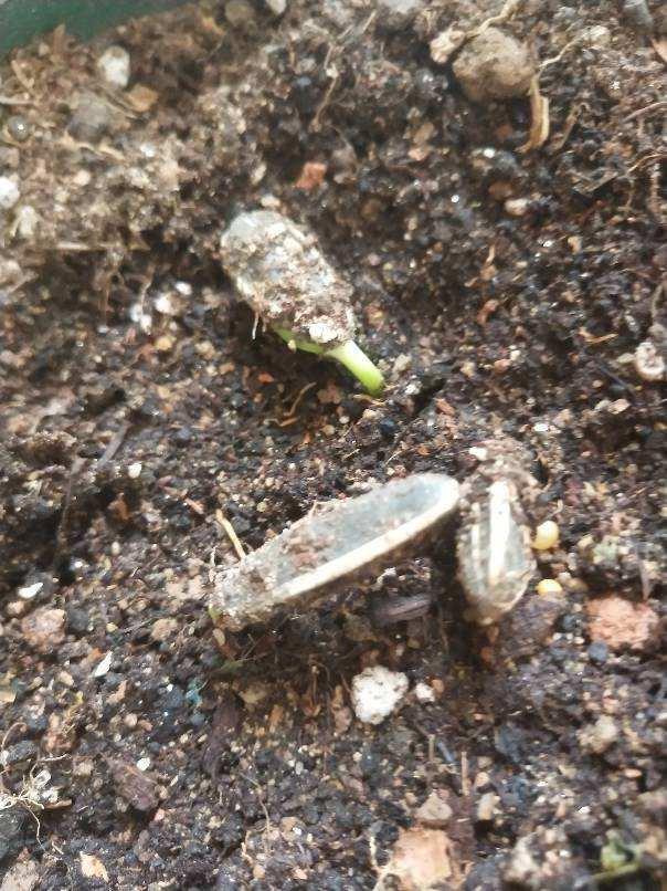 怎么选向日葵花，现在一定记得种棵向日葵