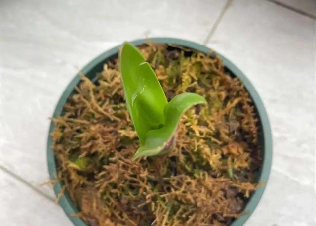 金鱼草怎么养，1种花长得像金鱼（金鱼草怎么养殖维护啊）