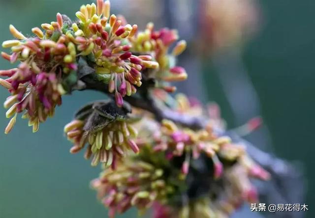 金缕梅，国家一级濒危珍稀植物（金缕梅对皮肤的作用）