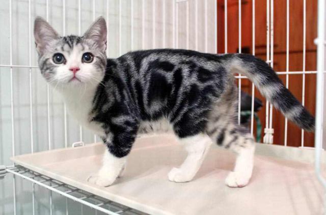 美短（美短猫图片），一定不能错过美国短毛猫（美短猫大全）