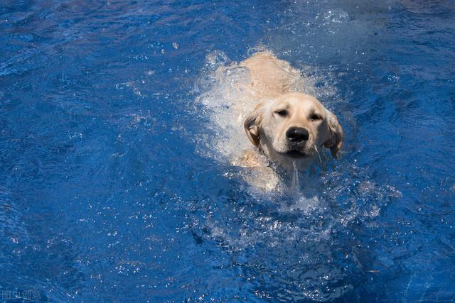 狗的种类有哪些，常见的狗狗种类（最常见的10种狗狗）