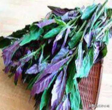 碱蓬菜的功效与作用，碱蓬的功效与作用（山野菜大全）