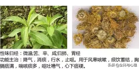 鸡肠风的功效与作用，史上最全中草药图谱