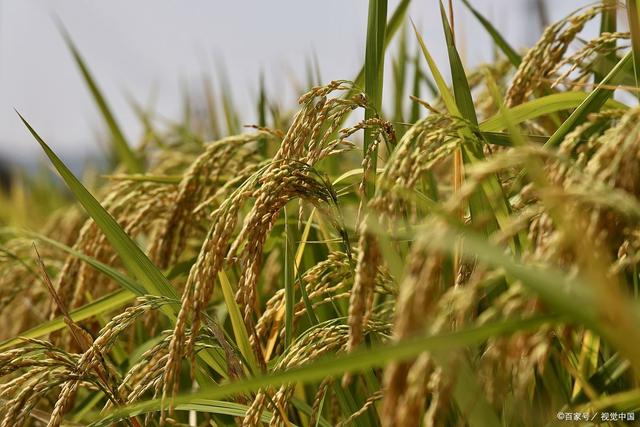 袁隆平最大的贡献是什么，袁隆平为人类社会做出了哪些巨大贡献