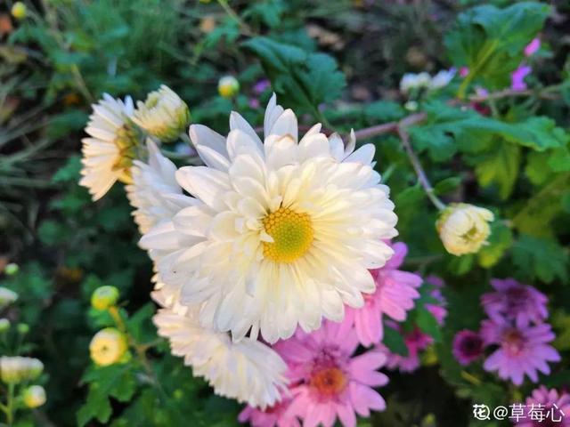 不锈钢盆可以放烤箱吗，烤箱里可以放不锈钢盆吗（10种花最养人）