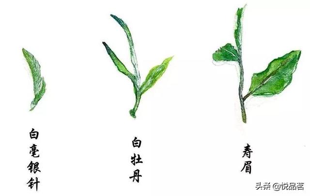 什么茶属于白牡丹，白牡丹属于啥茶（白牡丹是红茶还是绿茶）