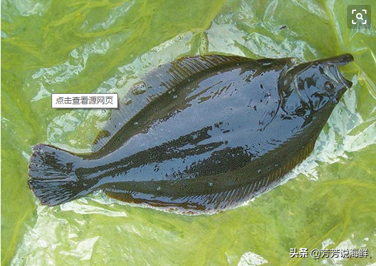 扁扁的海鱼是什么鱼(牙片鱼是比较名贵的深海鱼) - 去钓鱼