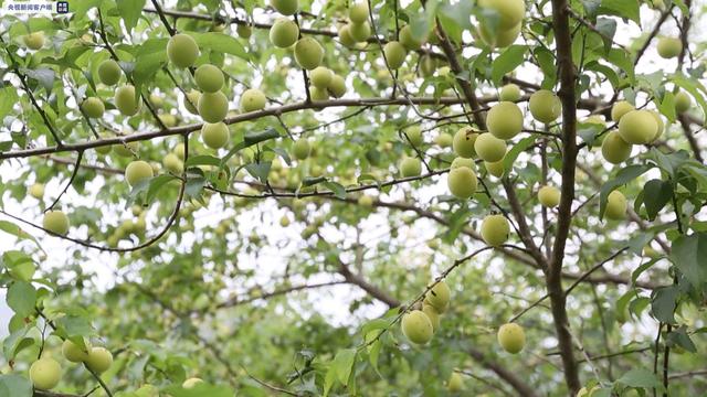 青梅什么时候成熟，青梅酒十大好处（广西大新：万亩青梅获丰收）
