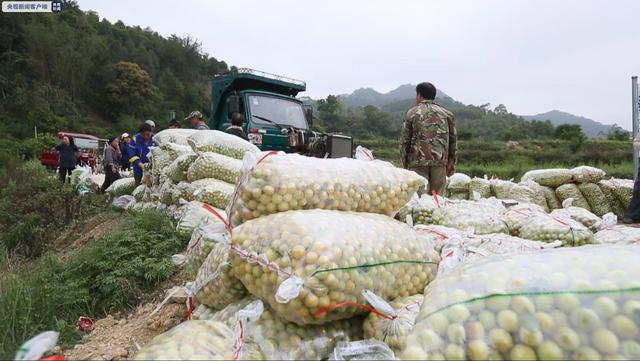 青梅什么时候成熟，青梅酒十大好处（广西大新：万亩青梅获丰收）