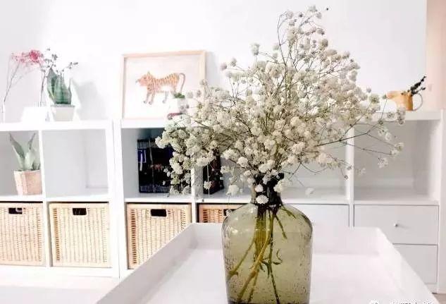 满天星怎么画简单好看，满天星怎么画简笔（零基础的20种花材插花方法）