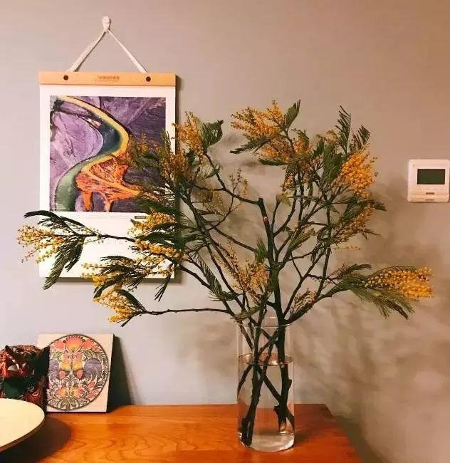 满天星怎么画简单好看，满天星怎么画简笔（零基础的20种花材插花方法）