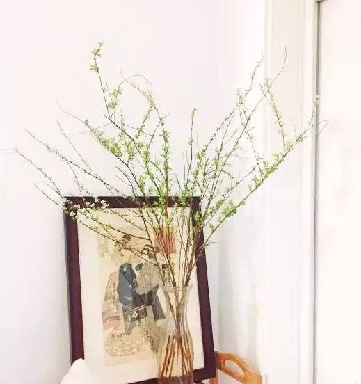 满天星怎么画简单好看，满天星怎么画简笔（零基础的20种花材插花方法）