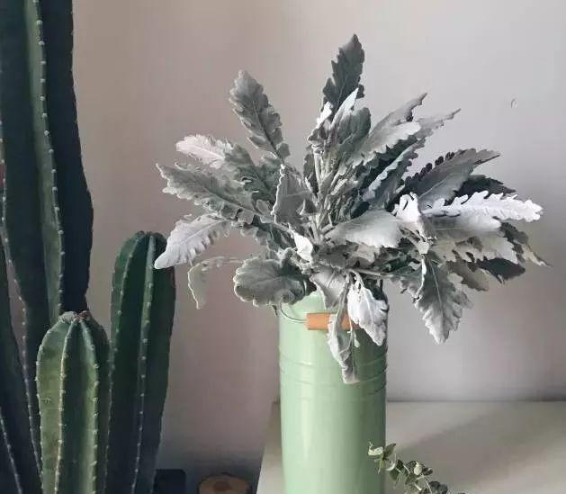 满天星怎么画简单好看，满天星怎么画简笔（零基础的20种花材插花方法）