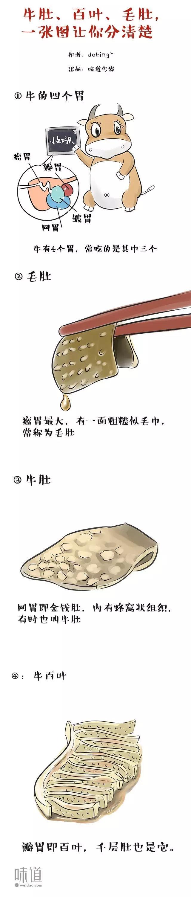 毛肚和百叶的区别，毛肚和白百叶的区别（毛肚和百叶有什么区别）