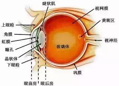 眼病的种类有哪些，眼病的种类有哪些图片（最全《眼睛使用说明书》）