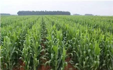 玉米种植时间和方法，春玉米播种时间、生长周期、施肥标准