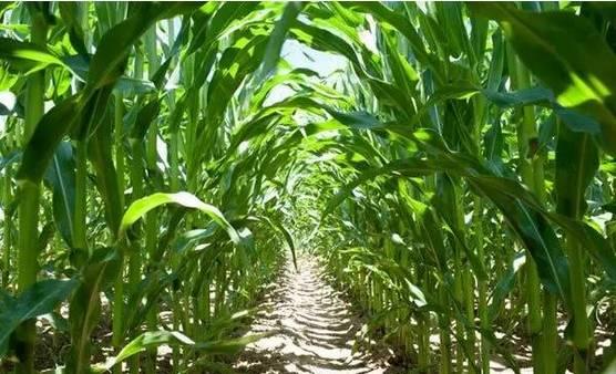 玉米种植时间和方法，春玉米播种时间、生长周期、施肥标准