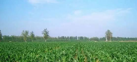 玉米种植时间和方法，春玉米播种时间、生长周期、施肥标准