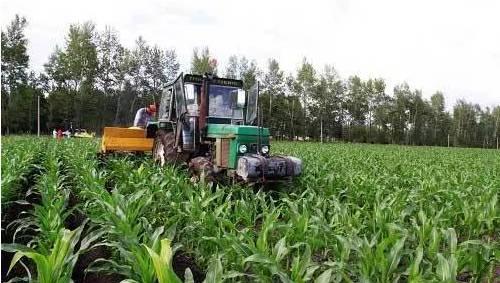 玉米种植时间和方法，春玉米播种时间、生长周期、施肥标准